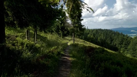 A serene forest trail meanders through lush greenery Stock Footage 312207413