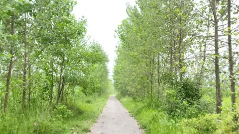 Serene Forest Trail Pathway Stockbeeldmateriaal 343908049
