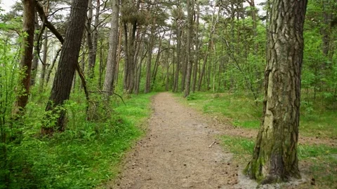 Serene forest trail winding through dense green foliage under soft diffused.. Video stock 335287249