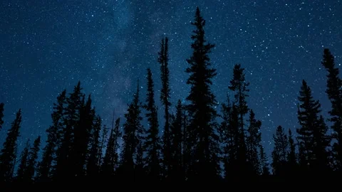 Serene Forest Trees Silhouette Branches Video stock 239701731