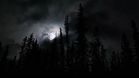Serene Forest Trees Silhouette Branches Video stock 239764654