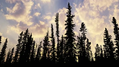 Serene Forest Trees Silhouette Branches Stock Footage 239883361