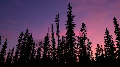 Serene Forest Trees Silhouette Branches Stock Footage 240047997