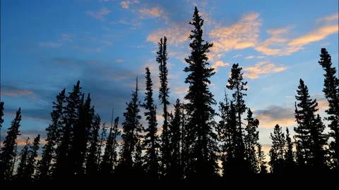 Serene Forest Trees Silhouette Branches Video stock 240054867
