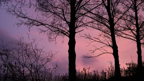 Serene Forest Trees Silhouette with Tree Branches Stock-Footage 238788307