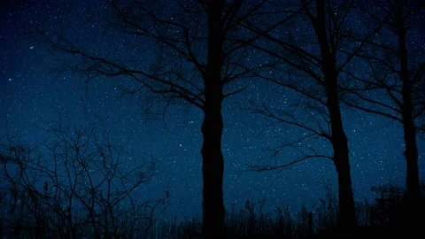 Serene Forest Trees Silhouette with Tree Branches Stock Footage 239659151