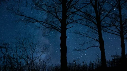 Serene Forest Trees Silhouette with Tree Branches Stock Footage 239678994