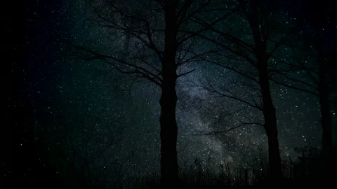 Serene Forest Trees Silhouette with Tree Branches Stock Footage 239723793