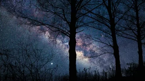 Serene Forest Trees Silhouette with Tree Branches Stock Footage 239728692