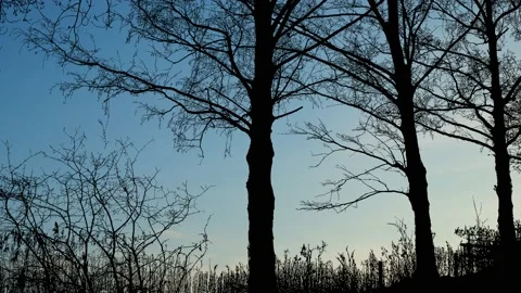Serene Forest Trees Silhouette with Tree Branches Video stock 240035567