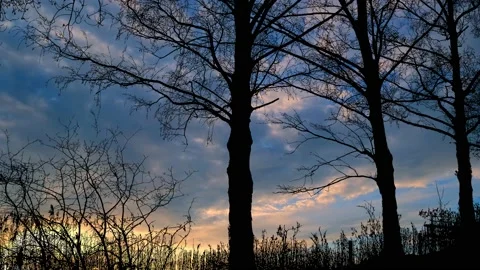Serene Forest Trees Silhouette with Tree Branches Video stock 240064236