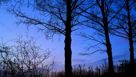 Serene Forest Trees Silhouette with Tree Branches Stock Footage 240118224