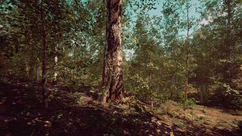 A serene forest with a winding dirt path surrounded by tall birch trees Stock Illustration