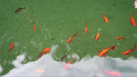 A serene full shot of a school of beautiful goldfish (Carassius auratus) Vidéo 340332971