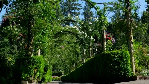 A serene garden pathway under a leafy pergola tunnel, surrounded by dense vines Stock Footage 302252041