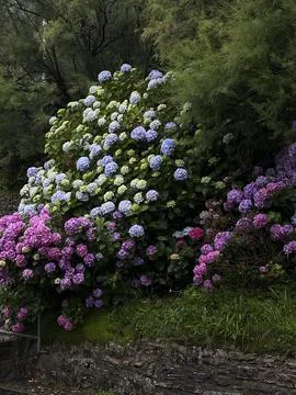 In a serene garden setting, there exists a lush display featuring vibrant and Stock Photos