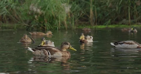 A Serene Gathering of Ducks in Calm Waters Surrounded by Lush Greenery: An Stock Footage 343399876