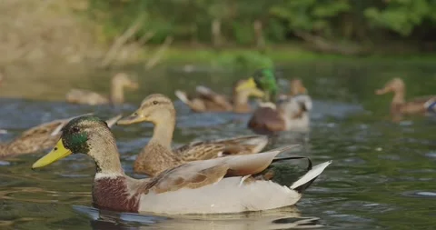 A Serene Gathering of Ducks: Capturing the Tranquil Beauty of Mallards Swimming Stock Footage 343400048