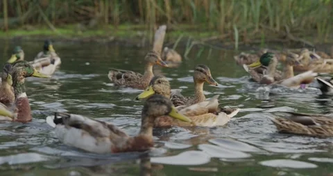 A Serene Gathering of Ducks on a Tranquil Waterway: Exploring the Natural Stock-Footage 343399985