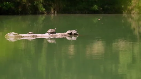 A Serene Gathering of Turtles on a Weathered Log, Embracing the Tranquility of Video stock 257205302