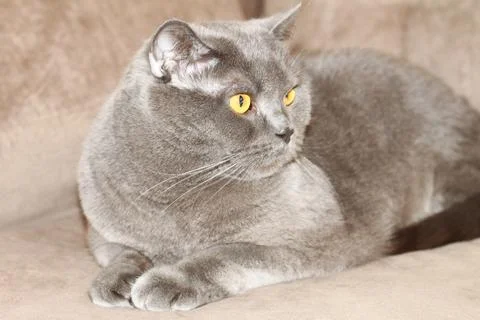 Serene Gaze Фото