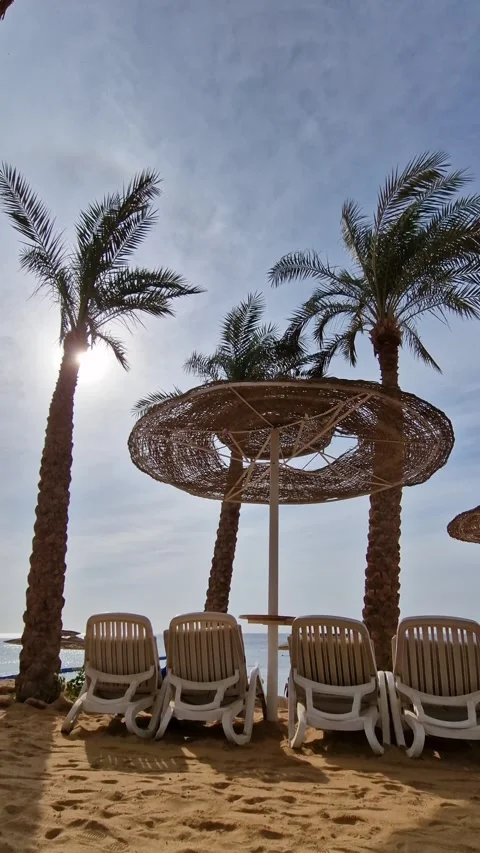 A serene getaway with palm trees, sun, and lounge chairs Stock Footage 261404020