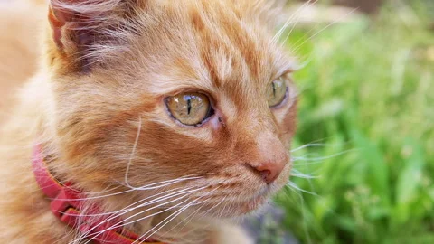 Serene Ginger Cat in Nature Stock Footage 293205344