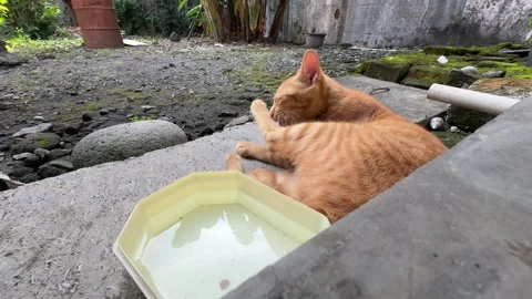 A serene ginger cat resting and lick his body Stock Footage 312587669