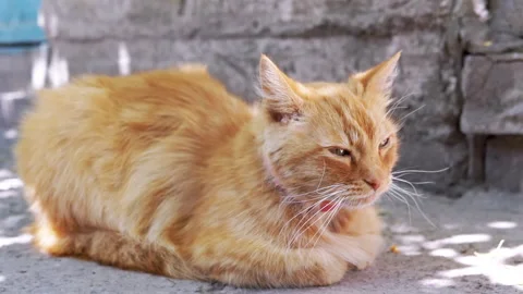 Serene Ginger Cat in the Shade Stock Footage 293154826