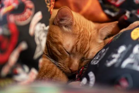 Serene ginger kitten curled on patterned cloth with shimmering collar and 스톡 사진