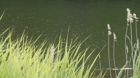 serene grass and water Stock Footage