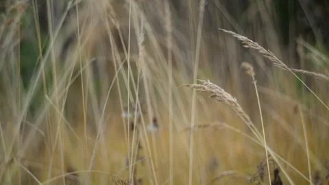 The Serene Grass Blades in a Beautiful and Tranquil Forest Stock Footage 289575673