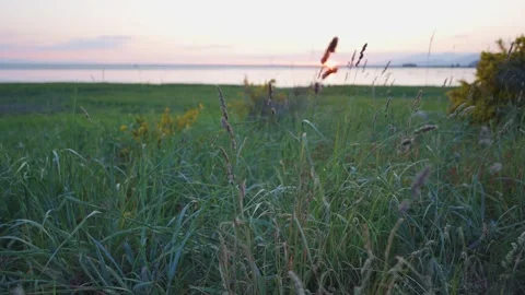Serene Grass Field at Sunset with Distant Water View Stock Footage 256527766