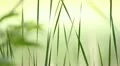 Serene Grass. HD Footage