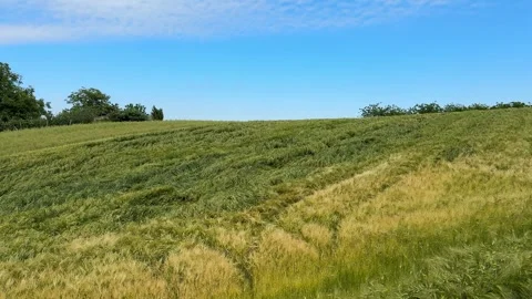 Serene Green Field Stock Footage 313656069