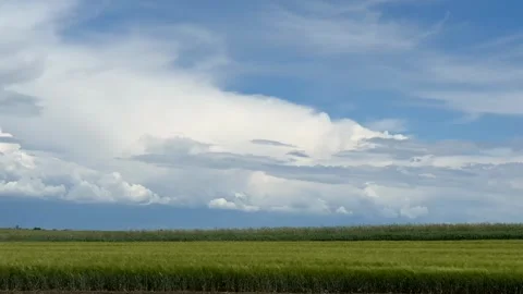 Serene Green Fields Stock Footage 310821578