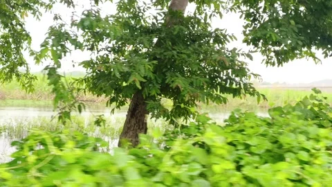 Serene Green Forest Canopy Light Stock-Footage 343909086
