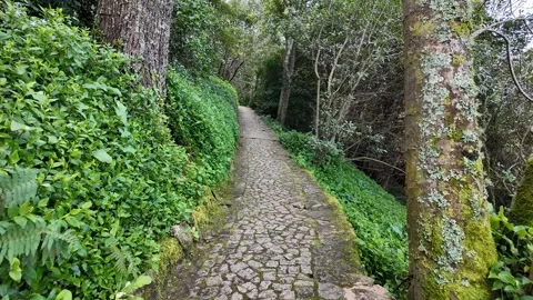Serene Green Forest Pathway Stock Footage 305274168