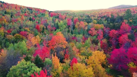 Serene Green Forest with Sunlight Streaming Through Trees in 4K Stock Footage 313376022