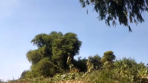 Serene Green Hillside Stock-Footage 336165385