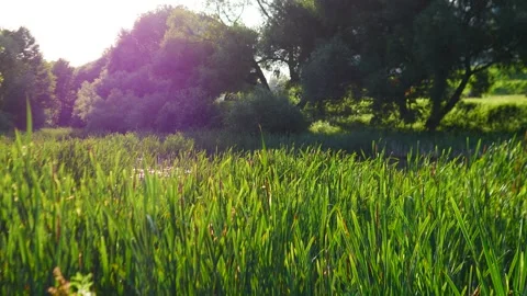 A Serene Green Landscape with Sunlight Streaming Down, Creating a Beautiful Stock Footage 314747503