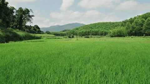 Serene Green Paddy Fields with Mountains Stock Footage 263514405