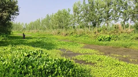 Serene Green Pond with Trees Stockbeeldmateriaal 340517563