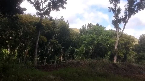 The Serene Green Wilderness Видео 335936641