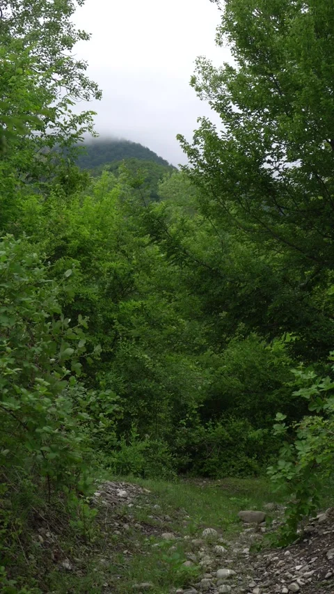 Serene greenery view in nature during spring time. Stock Footage 337724313