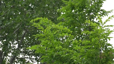 Serene greenery view in nature during spring time. Stock Footage 337724495