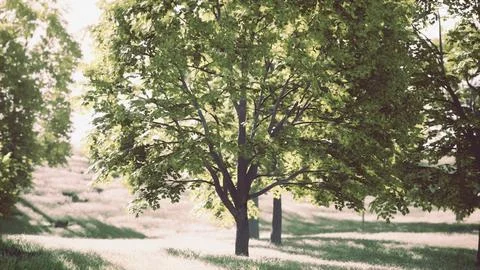 A serene grove of trees surrounded by lush green grass Stock Illustration