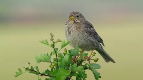 Serene HD Close Up of Bird Perched on Green Branch in Soft Light Stock Footage 328690236