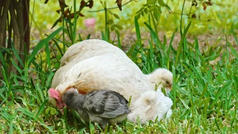 Serene Hen and Chicks in Springtime Meadow Stock-Footage 277352313