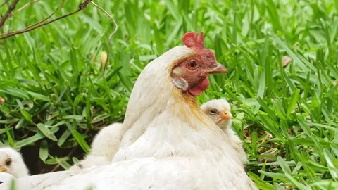 Serene Hen and Chicks in Springtime Meadow Stock-Footage 277352430